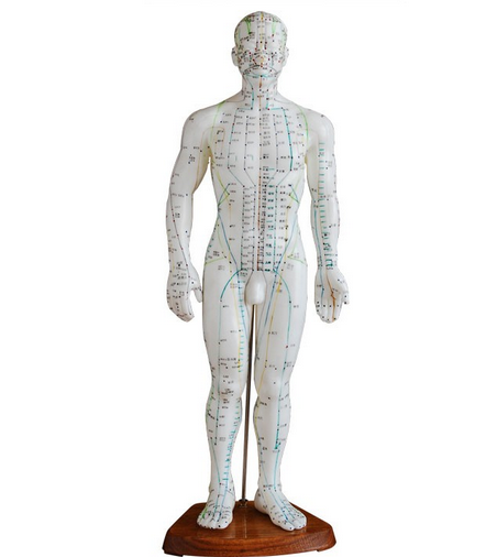 醫(yī)學教學模型