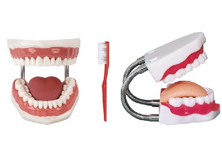 醫(yī)學(xué)教學(xué)模型