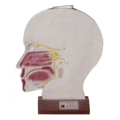 腦部副交感電動(dòng)模型， 大腦神經(jīng)模型 ，腦部神經(jīng)系統(tǒng)模型