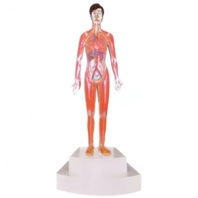 微電腦人體心動(dòng)周期與大、小循環(huán)演示儀