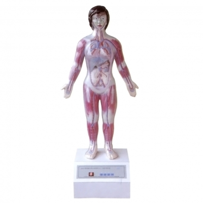 微電腦人體心動(dòng)周期與大、小循環(huán)演示儀