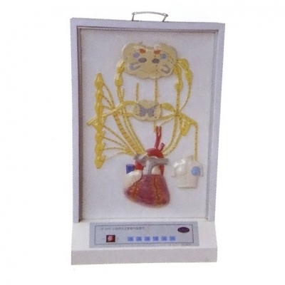 心的神經(jīng)支配電動(dòng)模型， 心臟神經(jīng)支配模型， 醫(yī)學(xué)教學(xué)模型
