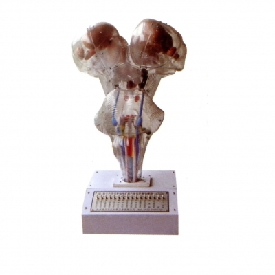 腦、腦水平切、腦神經(jīng)核立體關(guān)系電動(dòng)模型