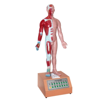 高85cm 十四經(jīng)穴電動針灸模型