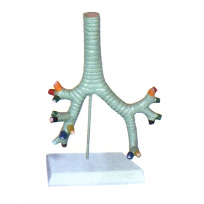 氣管、支氣管及肺段支氣管模型
