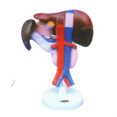 脾、胰、肝、十二指腸解剖模型