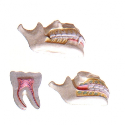 乳牙、恒牙牙列