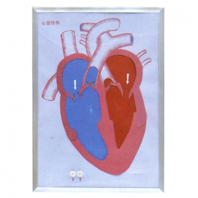 心臟收縮、舒張與瓣膜開閉演示模型