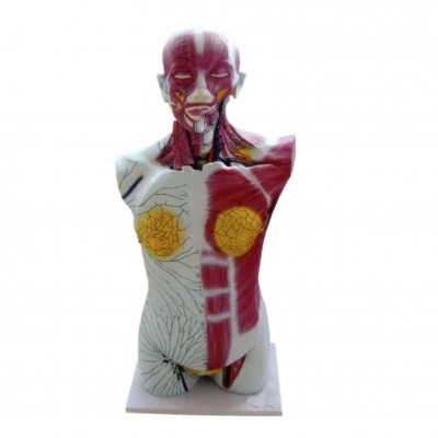 全身深層淋巴回流模型