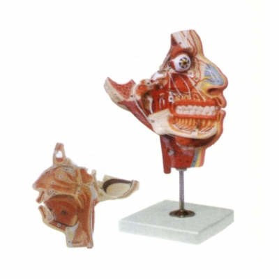 頭面部血管神經模型