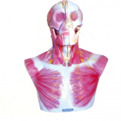頭部、頸部層次解剖模型附腦N、A模型