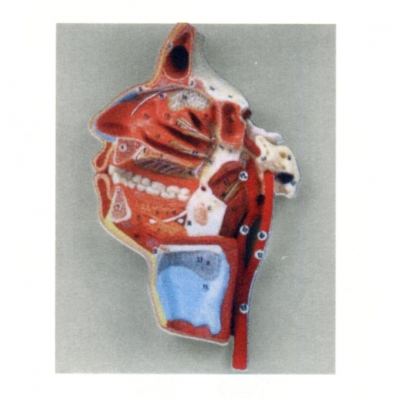 口、鼻、咽、喉內(nèi)側(cè)面血管神經(jīng)模型