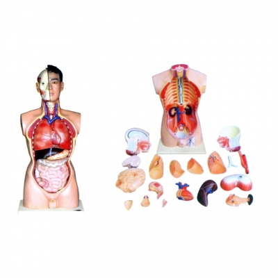 人體頭、頸、軀干模型(21部件)