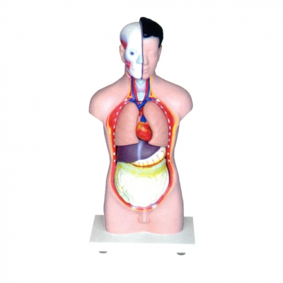 人體頭、頸、軀干模型(8部件)