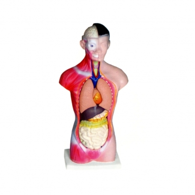 人體頭、頸、軀干模型(7部件)