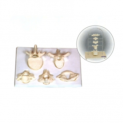 寰、樞、頸、胸、腰椎放大模型