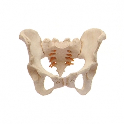 女性骨盆模型
