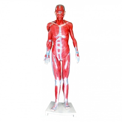 全身肌肉解剖模型
