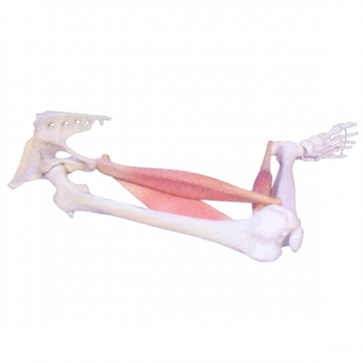 肌肉定點(diǎn)、動(dòng)點(diǎn)、動(dòng)態(tài)模型