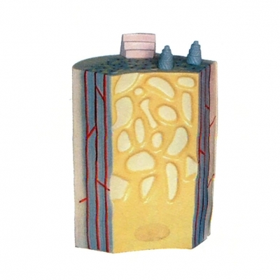 長(zhǎng)骨骨干及骨板結(jié)構(gòu)模型