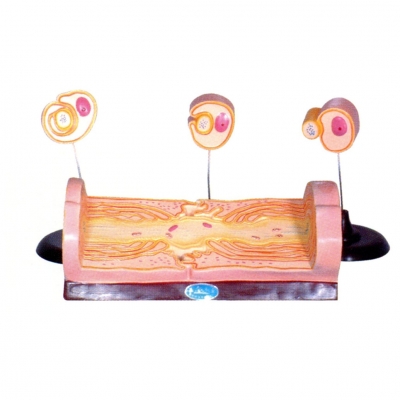 周?chē)窠?jīng)纖維髓鞘的發(fā)生和有髓纖維的超微結(jié)構(gòu)模型