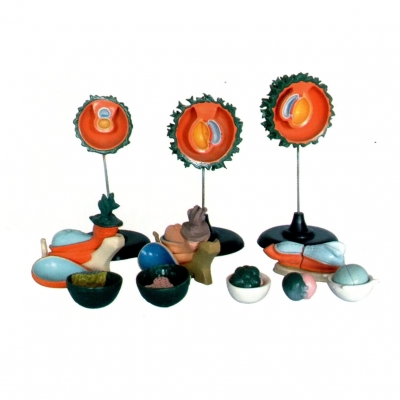 人胚受精、卵裂和胚泡形成過程模型