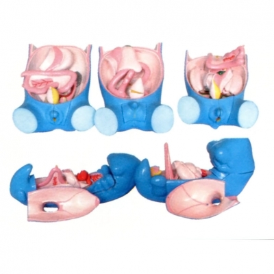 消化、呼吸、泌尿生殖、體腔的發(fā)生模型