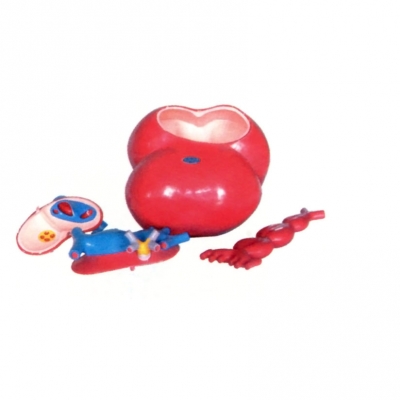 放大活動(dòng)心臟發(fā)生示教模型