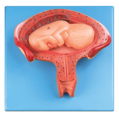 四個(gè)月胚胎模型