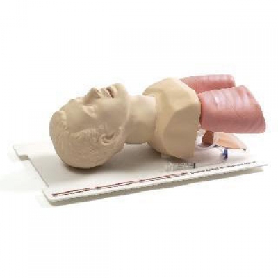 氣道管理模型和氣道解剖模型