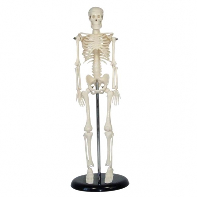 人體骨骼模型42CM