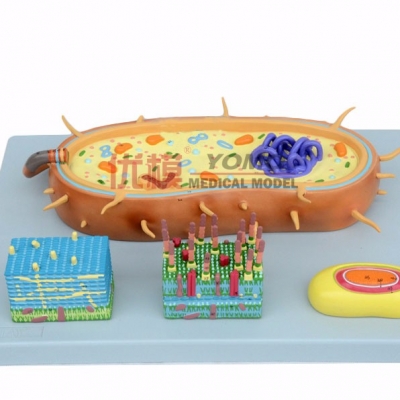  細(xì)胞核模型