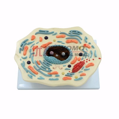 動(dòng)物細(xì)胞模型