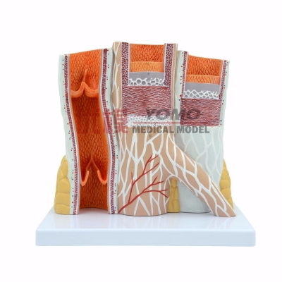 動(dòng)靜脈模型