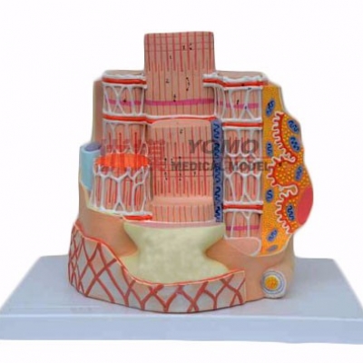 高級(jí)骨骼肌纖維模型