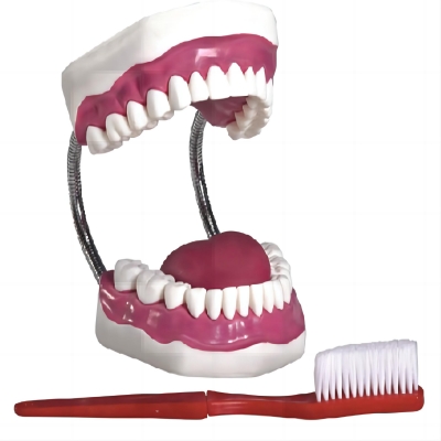 豪華型牙護(hù)理保健模型（32顆牙，可脫卸）（放大5倍）