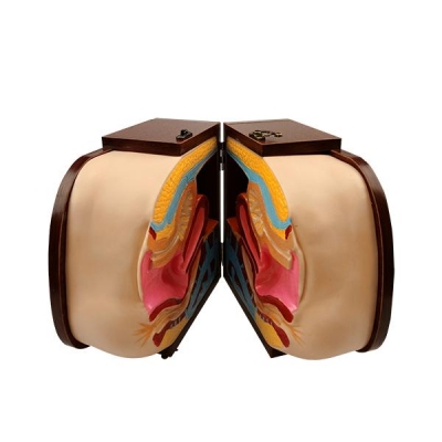 高級女性避孕器指導模型