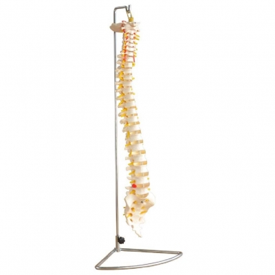 實(shí)人大小的椎柱