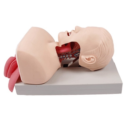 高級(jí)人體氣管插管訓(xùn)練模型
