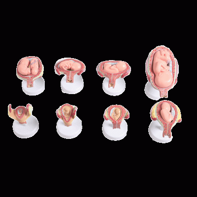 胎兒(胚胎)妊娠發(fā)育過程模型