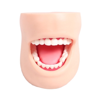 牙護(hù)理保健模型（帶臉頰）（自然大）