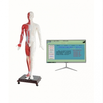 多媒體人體針灸穴位發(fā)光模型