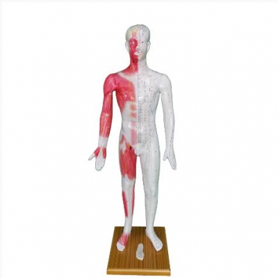 人體針灸模型170cm