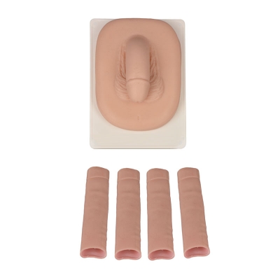 包皮環(huán)切模型